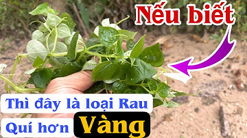 Người nào Biết thì Loại Rau này Quí hơn cả Vàng, đó là sự thật. Rau Càng Cua. PHAN HẢI Channel