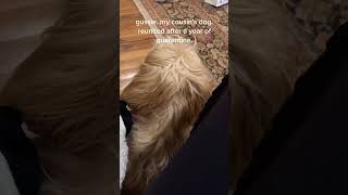 Pets U0026 Love Green Screen Magic greenscreen