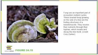 Biology 182 OpenStax Chapter 24