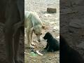 Ak maa aur bete ka pyar #dog