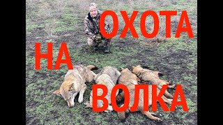 Охота на волка и шакала в Астраханской области