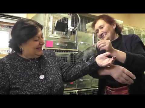 ვიდეო: საოცარი ცხოველი - ნაცრისფერი ბეჭედი