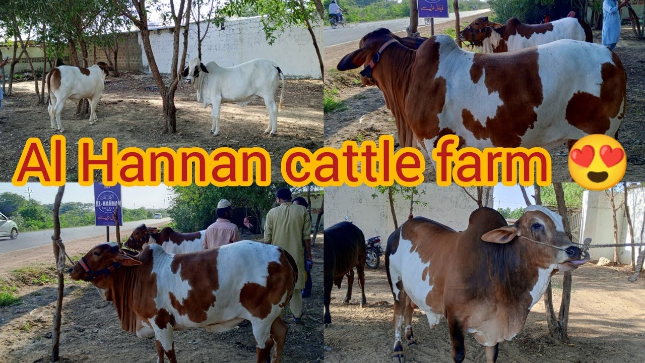 al'hannan cattle farm Karachi biggest cattle farm Karachi ka sb sai
