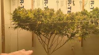 New Years Rally - Pick A Number 1-500 & Win Spider Farmer SE5000 LED Grow Light - Happy New Year!