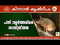 Scientific Piggery  rearing : Success story of Franklin, Trivandrum