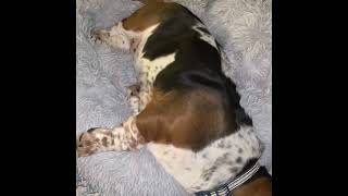 The Snoring Basset Hounds by Bailey's Basset Hounds 143 views 1 year ago 37 seconds