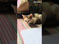 The Queen ❤️ #cat #fyp #funny #fypシ #viral #viralshort #viralvideo