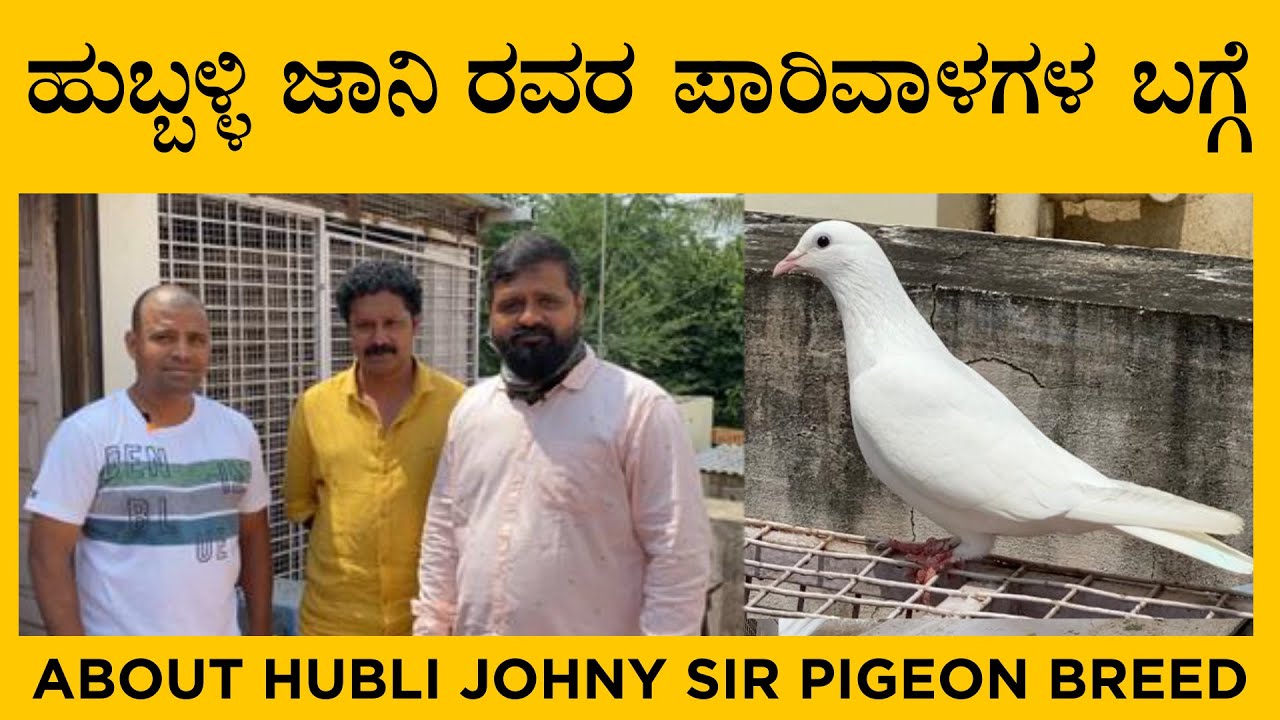 ಹುಬ್ಬಳ್ಳಿ ಜಾನಿ ರವರ ಪಾರಿವಾಳಗಳ ಬಗ್ಗೆ | About Hubli Johny sir pigeon breed
