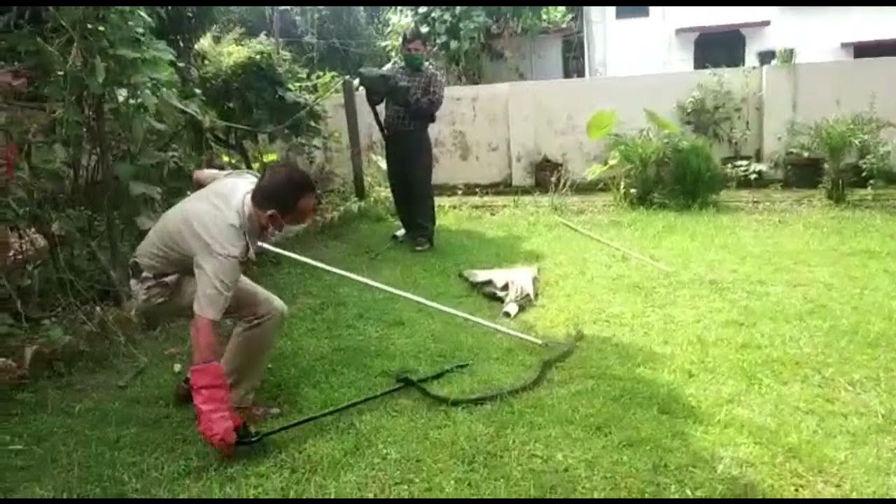 snake rescue team capturing snakegreat initiatives salute to