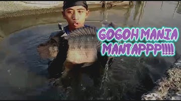 Tangkap ikan nila dengan tangan kosong (GOGOH MANIA) hasil sekarung