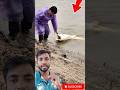 নদী থেকে হাত দিয়ে বড় মাছ শিকার করলাম #fishing #shorts