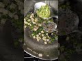 paneer fried rice #viral #food #shorts #indianfood
