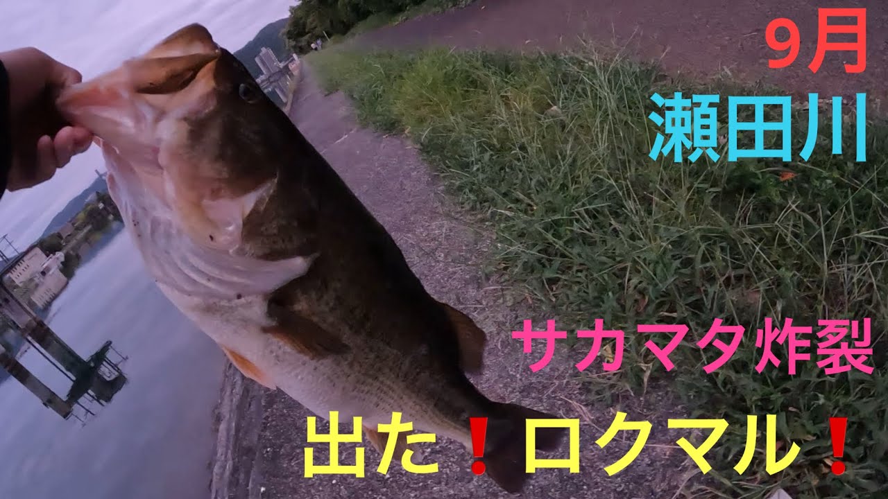 【バス釣り】ロクマル釣れる❗️秋のサカマタシャッド5インチのノーシンカー❗️琵琶湖　瀬田川
