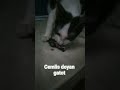 cemlis doyan makan gatot #cat #catlover #videoshort