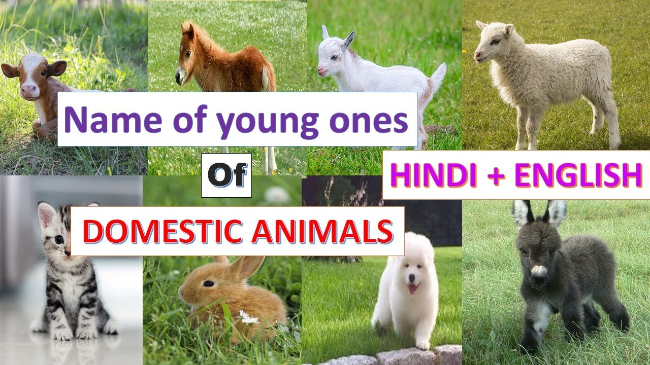 Domestic Animals baby name in Hindi - Young animals name in Hindi - YouTube