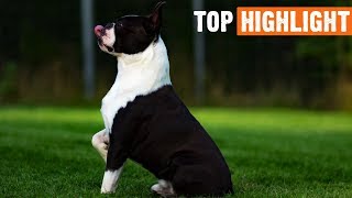 Top Highlight Of Funny Dogs Moments #60 by I Love My Dog 247 views 4 years ago 6 minutes, 12 seconds