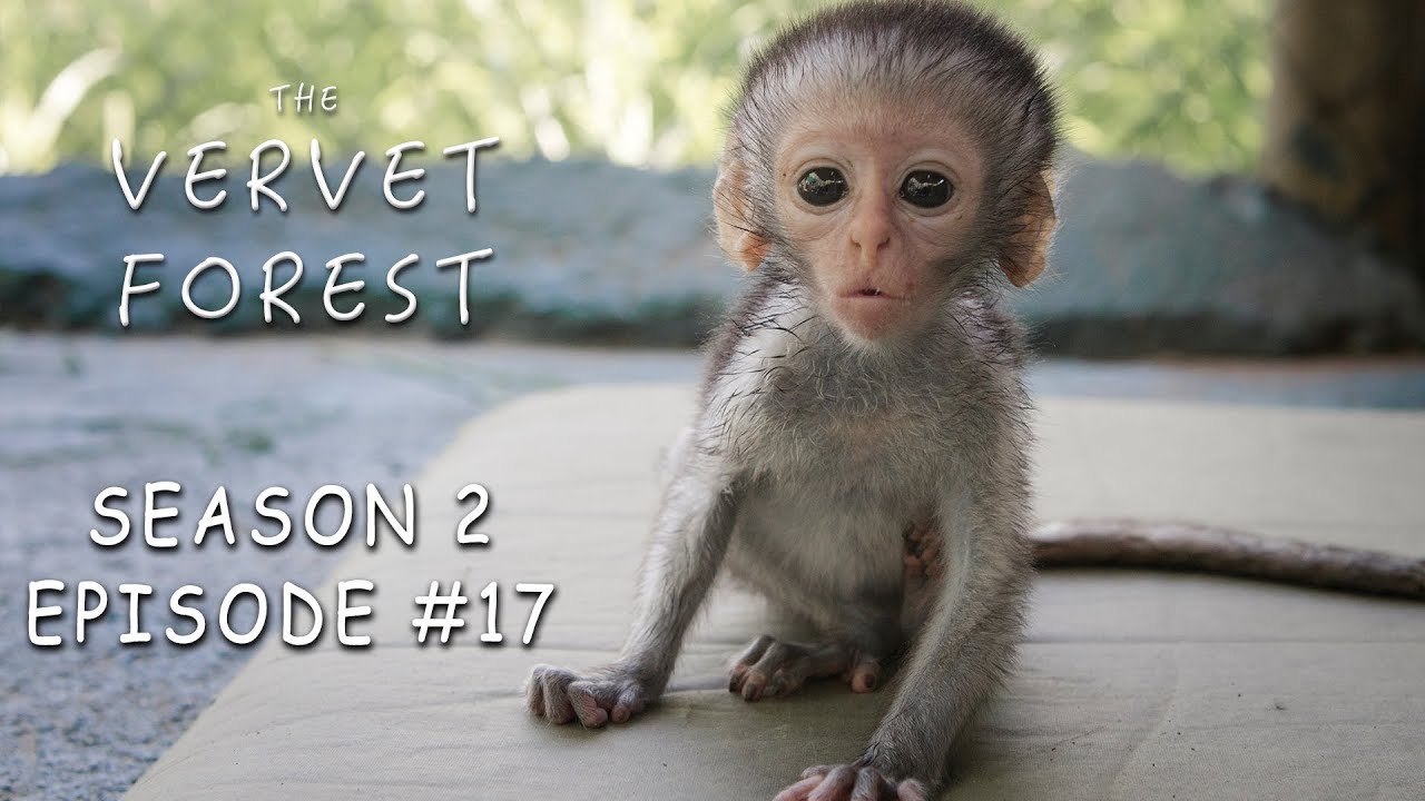 Baby Monkeys Mom Monkeys Thrush Monkeys Hungry Monkeys Vervet Forest S2 Ep 17 Youtube