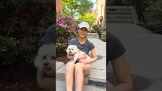 Come on a walk with my dog, me, and my outfit #personalstylist #maltese #cutedog #outfitideas