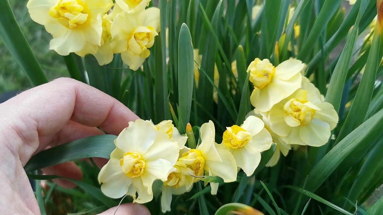 Narcissus Yellow Cheerfulness A Double Flower Daffodil With Several Flowers Per Stem Youtube