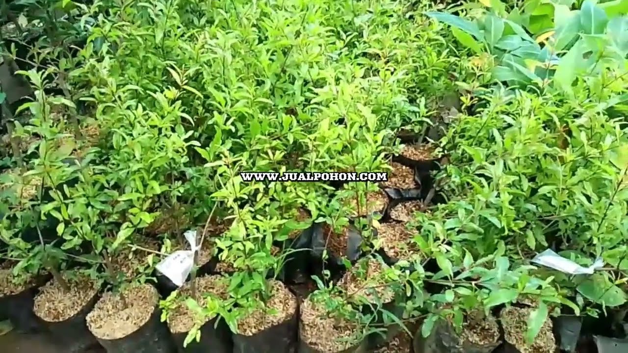 Bibit Delima Hitam Berkualitas Tinggi, Cocok untuk Semua Iklim