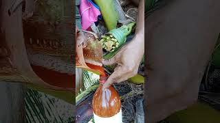 COCONUT WINE MAKING PROCESS#20 #coconuttoddy #amazingskills #tuak #alcoholicbeverage