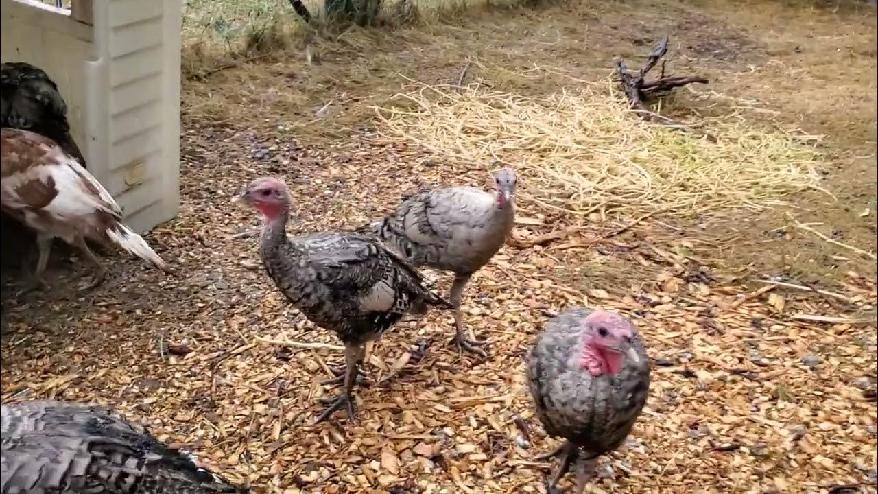 TwoMinute Turkey turkeys in the rain YouTube