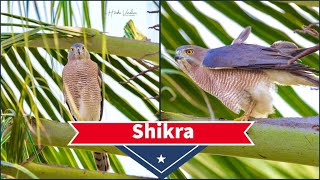 Shikra - Accipiter badius  #bird #natgeo #shikra The shikra is a small raptor (26–30 cm long) and like most other Accipiter hawks, this species has short rounded wings and a narrow and somewhat long tail. Adults are whitish on the underside with fine rufous bars while the upperparts are grey. The lower belly is less barred and the thighs are whitish. Males have a red iris while the females have a less red (yellowish orange) iris and brownish upperparts apart from heavier barring on the underparts. The females are slightly larger. 

The shikra was a favourite among falconers in India and Pakistan due to the ease with which it could be trained and was frequently used to procure food for the more prized falcons

© Harsha Photography. All rights reserved.
Please share if you like ????????
#wildlife #nature #wildlifephotography #birdphotography #birds #photography #naturephotography #wild #outdoors #photooftheday #picoftheday #forest #travelphotography #safari #naturelovers #wilderness #photographer #photographytips #learnphotography #instagram #natgeo #harsh