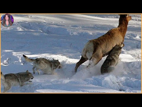 15 Times Wolves Were Caught Hunting On Camera. #Part4 | Pets House