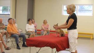 Therapeutic Canine Massage