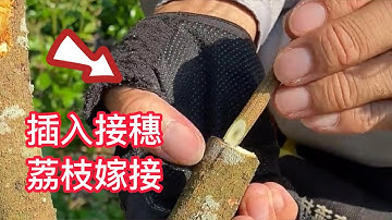 教你如何嫁接果樹，採用切接，此方法操作簡單易學，一看就會的嫁接技術Teach you how to graft fruit trees, using cutting and grafting