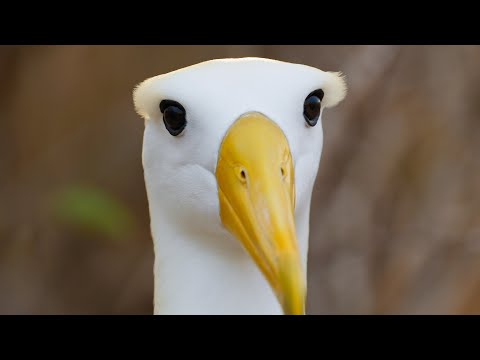 The Waved Albatross | Galapagos Islands