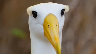 The Waved Albatross | Galapagos Islands