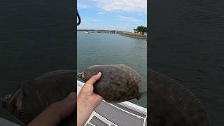 Flounder