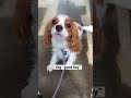 Cavalier King Charles spaniels are attention seekers