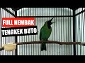 Cucak Ijo Full Tembakan Tengkek Buto Mp3 - Mp4 Download