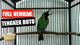 Download Mp3 CUCAK IJO FULL TEMBAKAN TENGKEK BUTO Gudang lagu Download Mp3 CUCAK IJO FULL TEMBAKAN TENGKEK BUTO