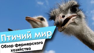 Страусиная Ферма! Фермерское хозяйство «Птичий мир»  Агроусадьба «Слуцкий страус» Обзор