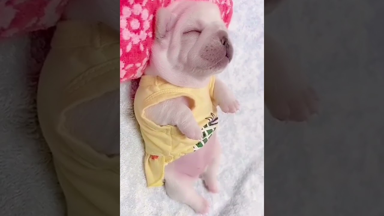 Baby Pug Sleeping | Pug Videos Dog Video Cutest Dog On Internet | 