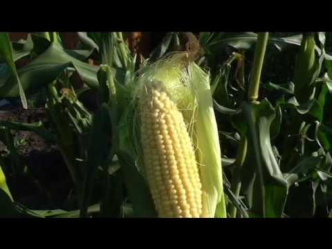 Как заготовить качественные семена кукурузы
