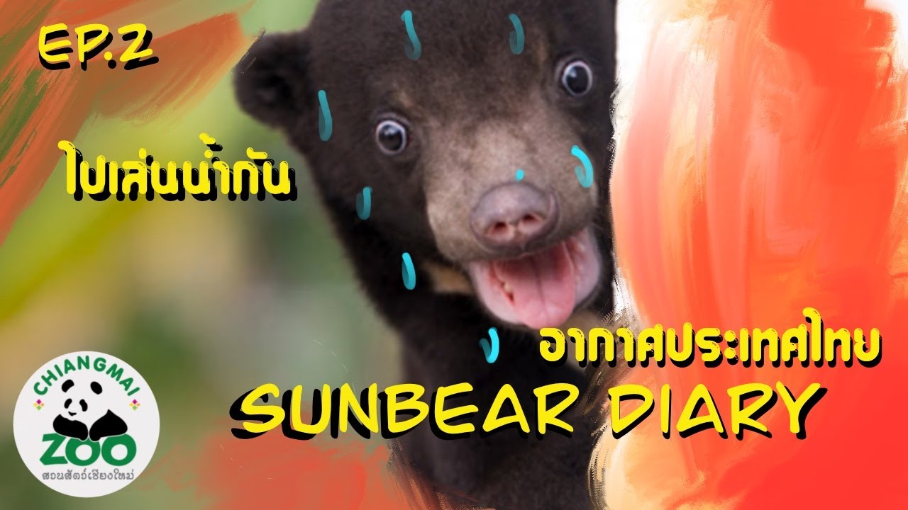 Sunbear Diary#2 ไปเล่นน้ำกันเถอะ