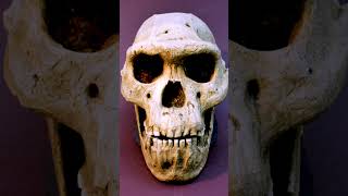💀Dmanisi Skull 5 , A document of a world that should not exist!😱#history  #historyfacts#shorts#facts