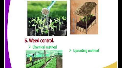 Agriculture form 2 crop production iii rootine management practices lesson 18