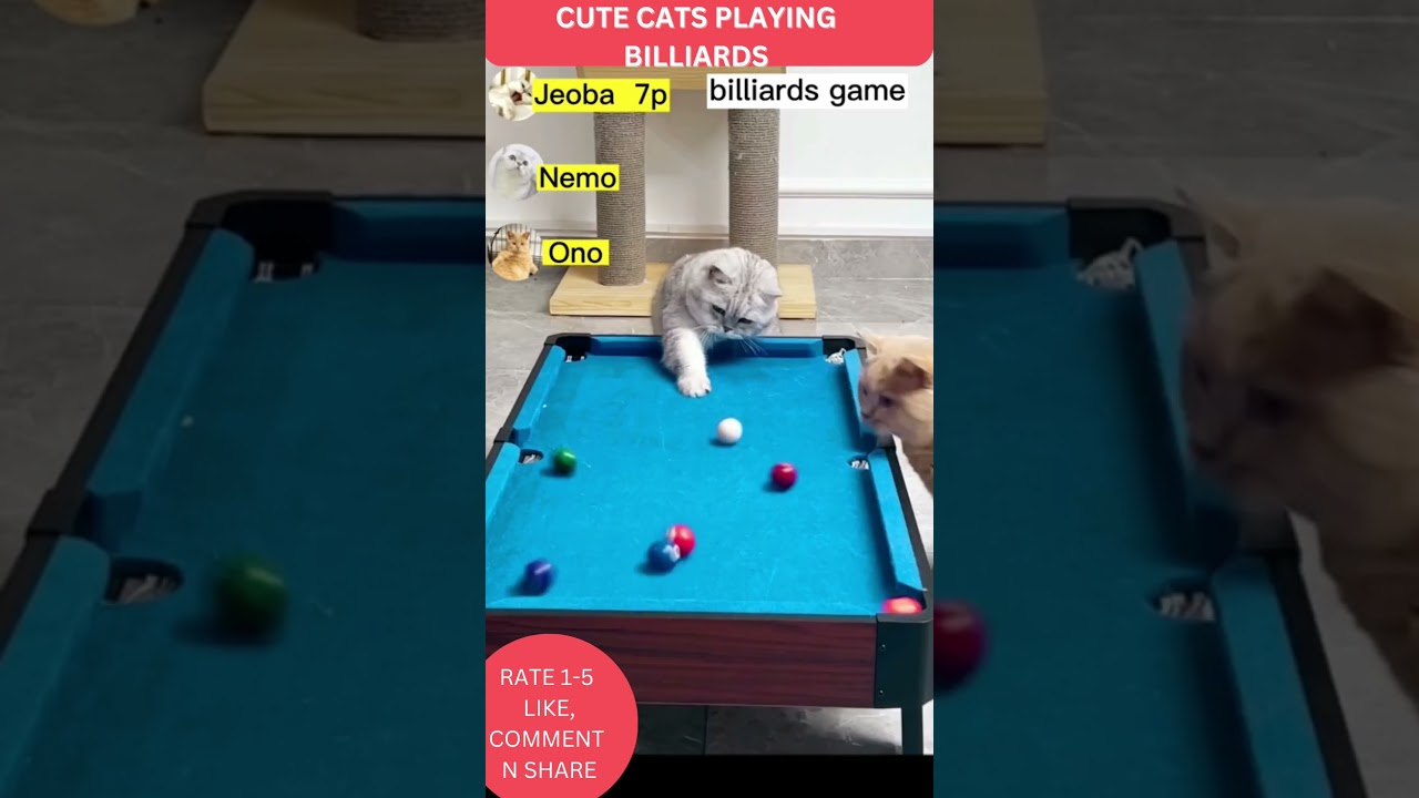 Cute cats playing billiards game #shorts #catfunnyvideos #catfunny #cat #catlovers #catlover #cats