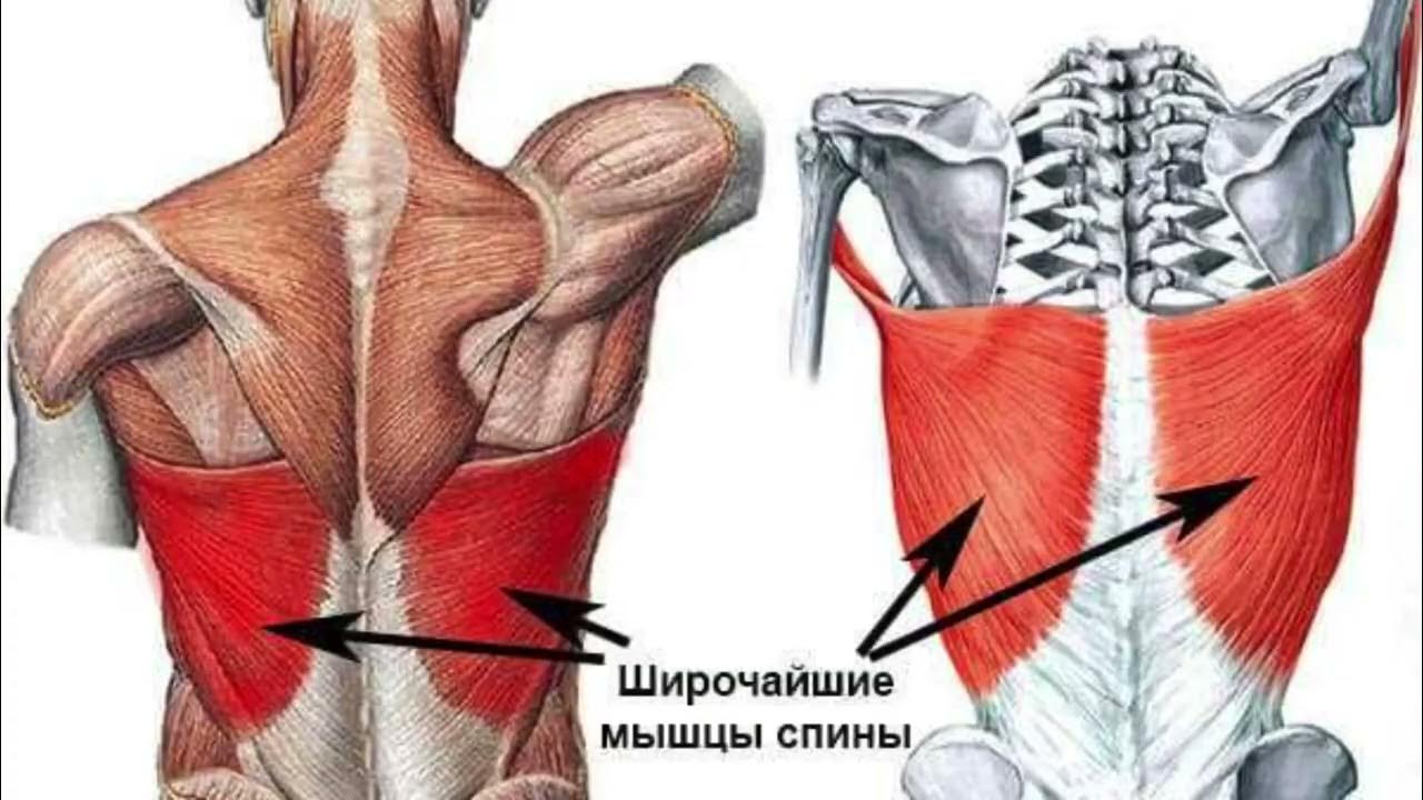 Поддерживающие мышцы спины. Latissimus dorsi мышца. ромбовидные мышцы спины анатомия. широчайшая мышца спины анатомия. упражнения на ромбовидные мышцы спины.