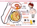 解剖生理学　25話「生殖器(男性編)」