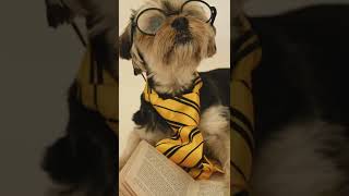Close Up Video of a Dog Wearing Eyeglasses - Natural Beauty Scene | #shorts Close Up Video of a Dog Wearing Eyeglasses - Natural Beauty Scene | #shorts