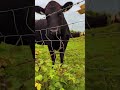 Cow Tipping in Ireland 🇮🇪 🐄⚠️