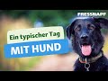 Alltag mit hund  leben mit haustier  fressnapf