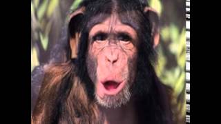 Chimp Morph