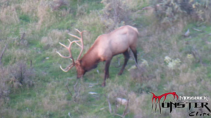 MossBack Monster Clips - Big Bull Elk